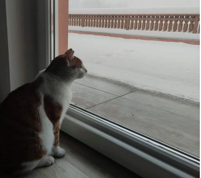 Marcelo mezzolombardo a.webp