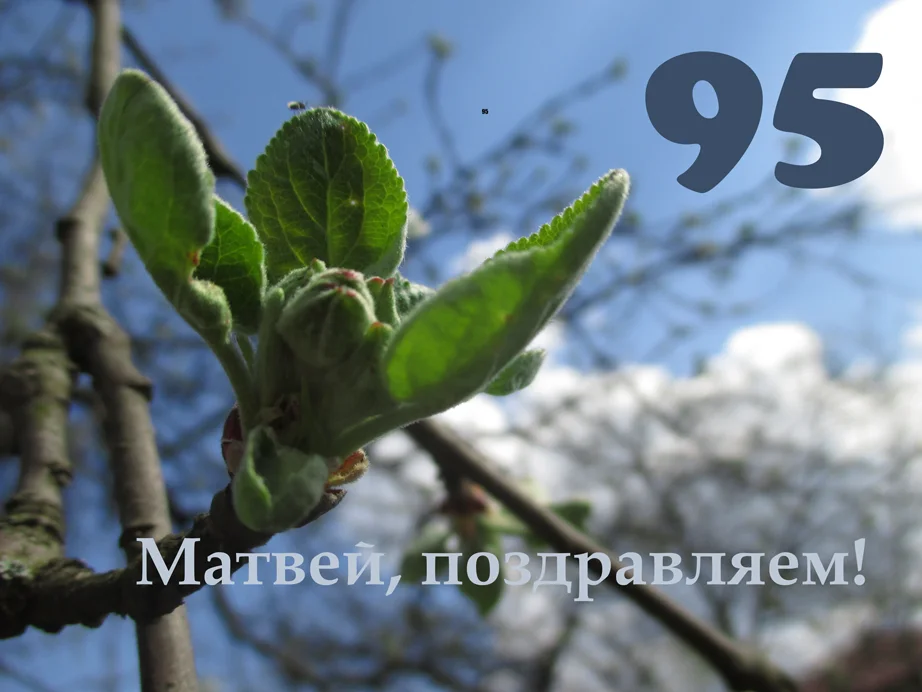 Матвей-95.webp