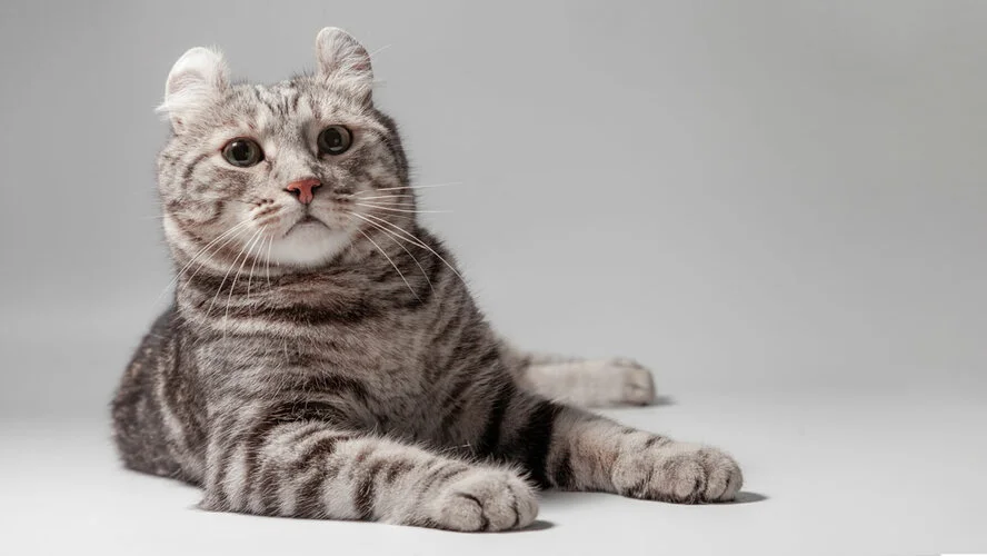 max_g480_c12_r16x9_pd20 (1).webp