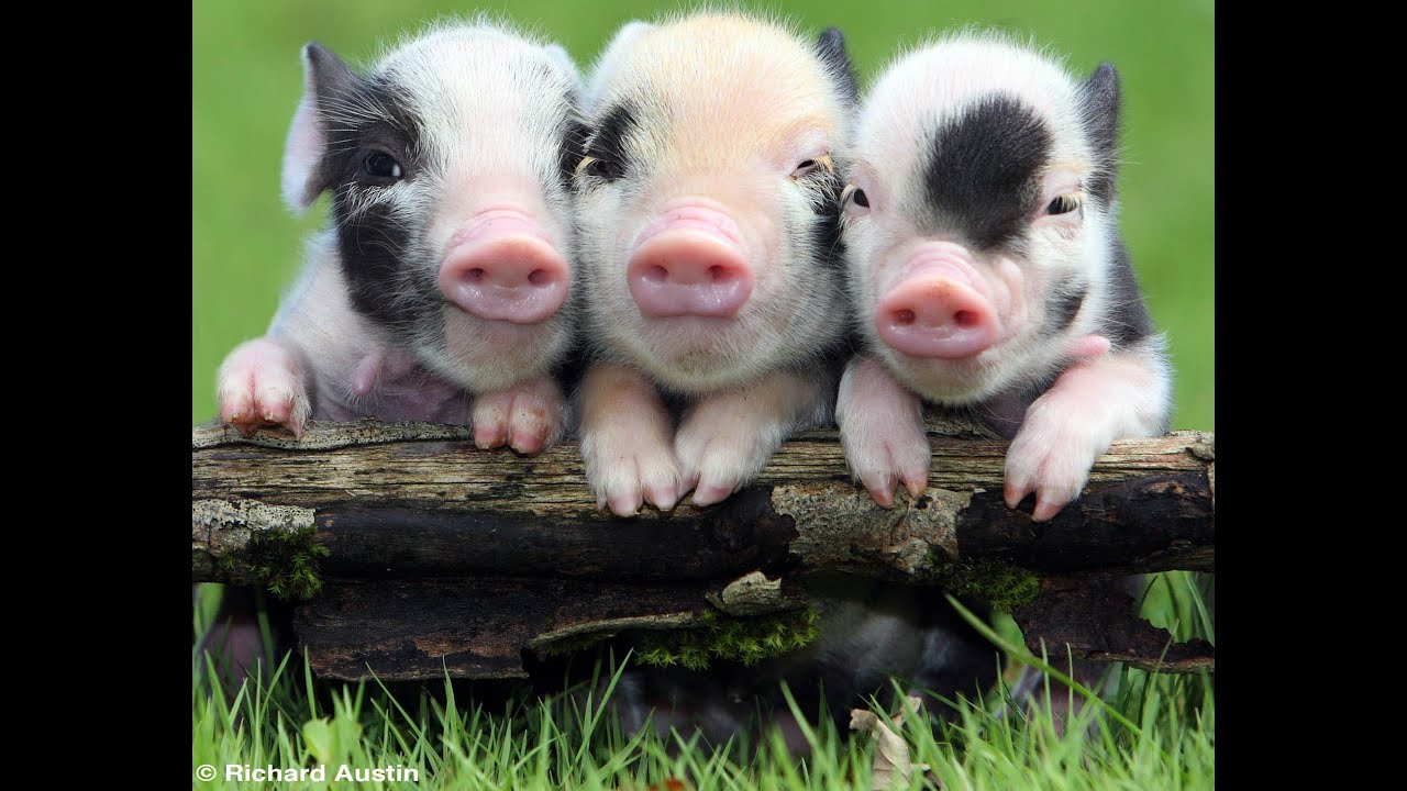 maxresdefault (1) (1).jpg