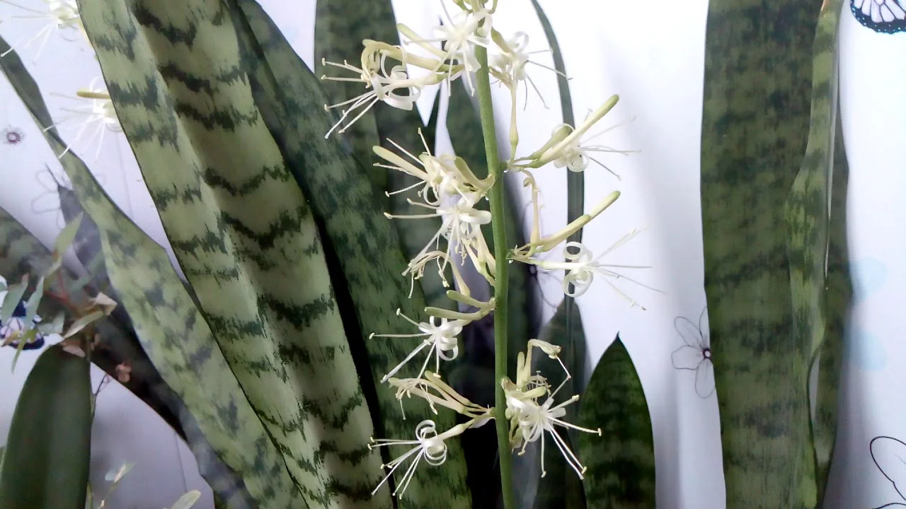 maxresdefault (1).webp