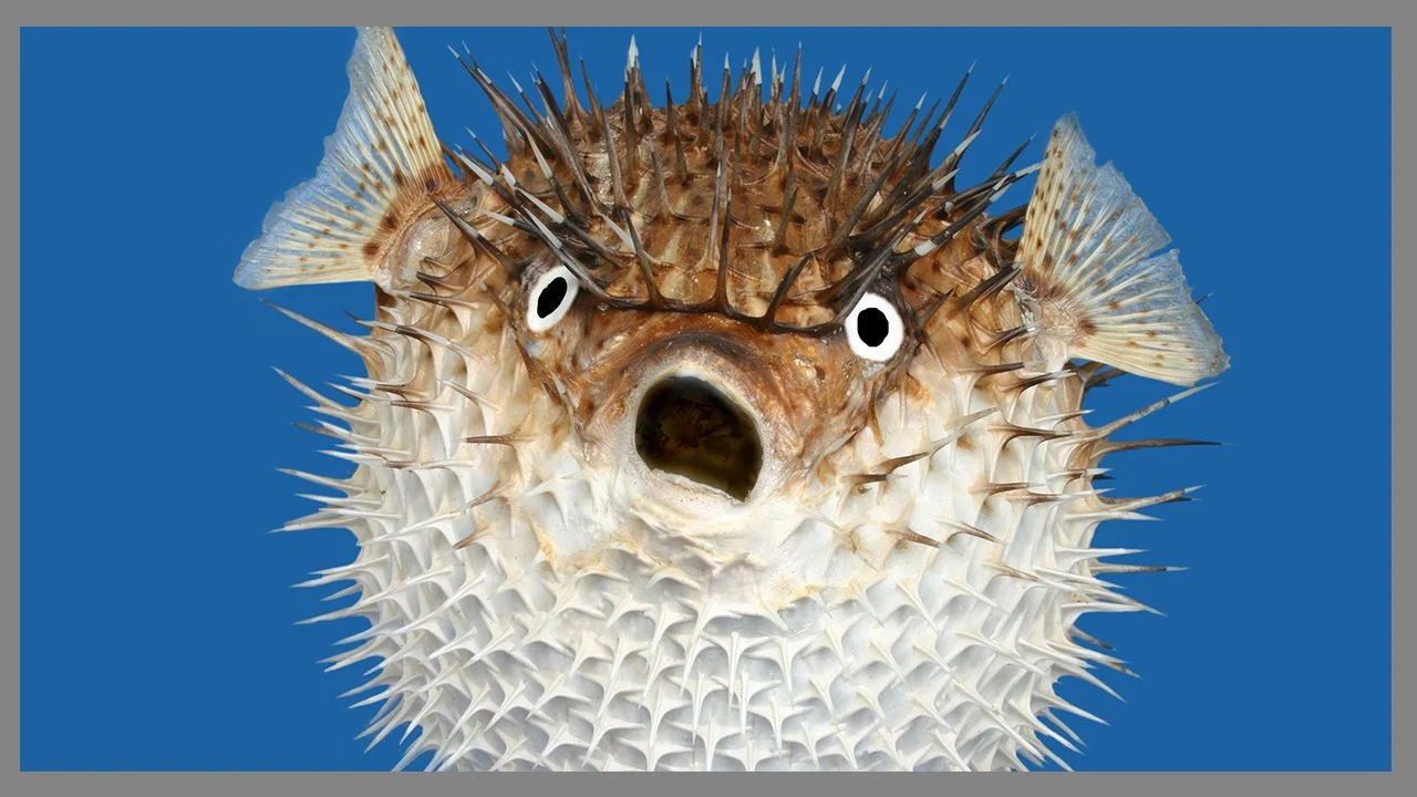 maxresdefault (1).webp