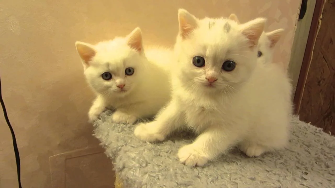 maxresdefault (1).webp