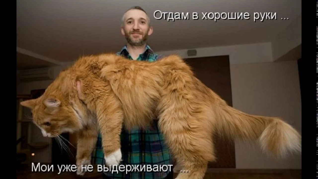 maxresdefault (1).webp