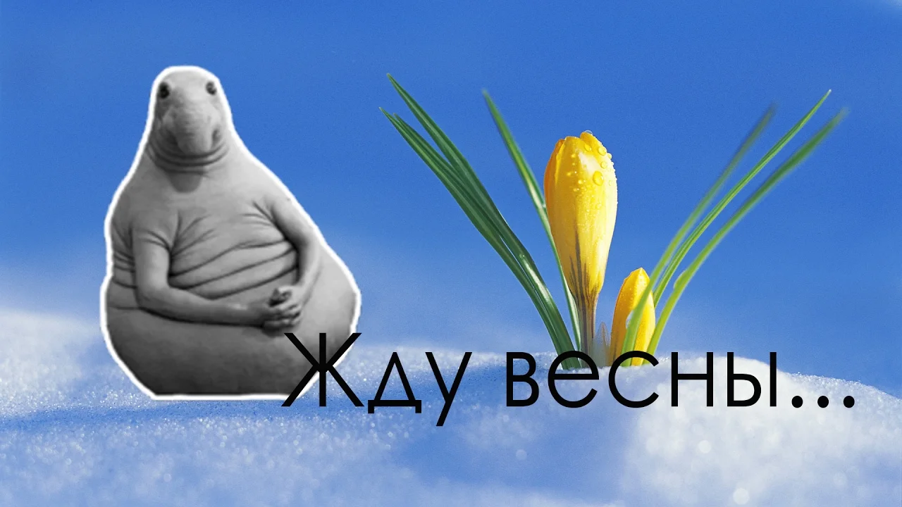 maxresdefault (1).webp