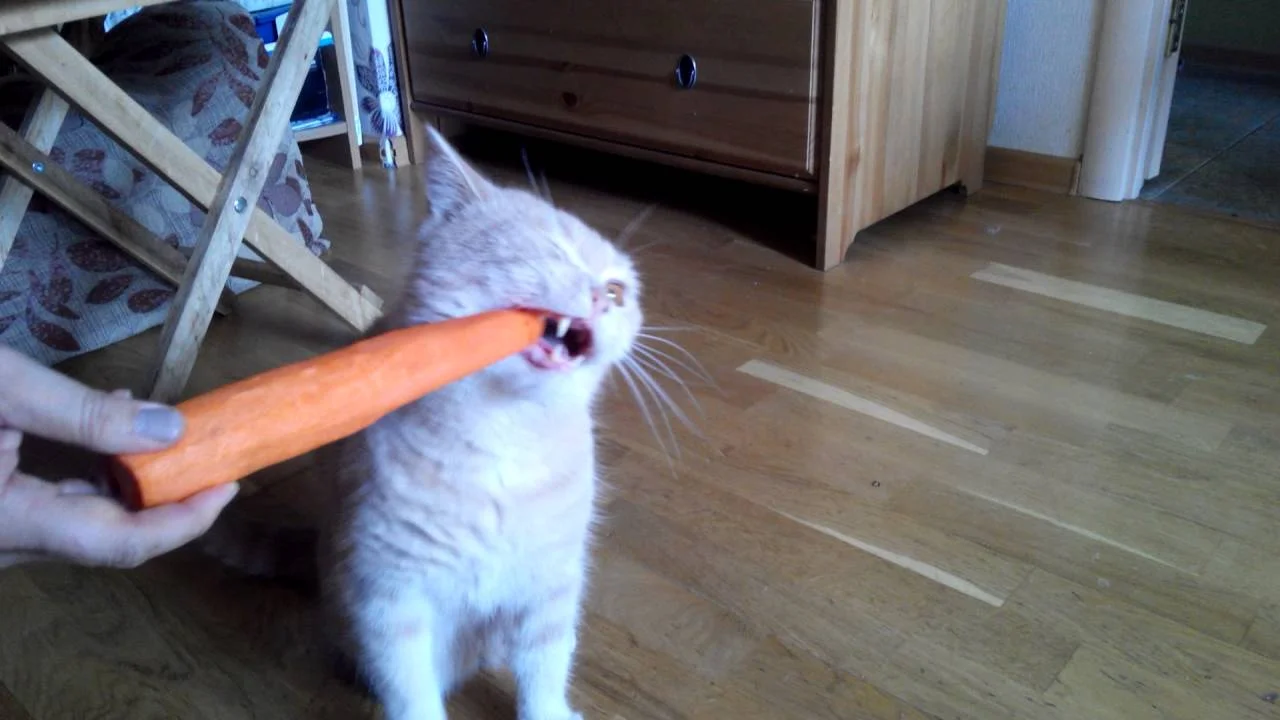 maxresdefault (1).webp