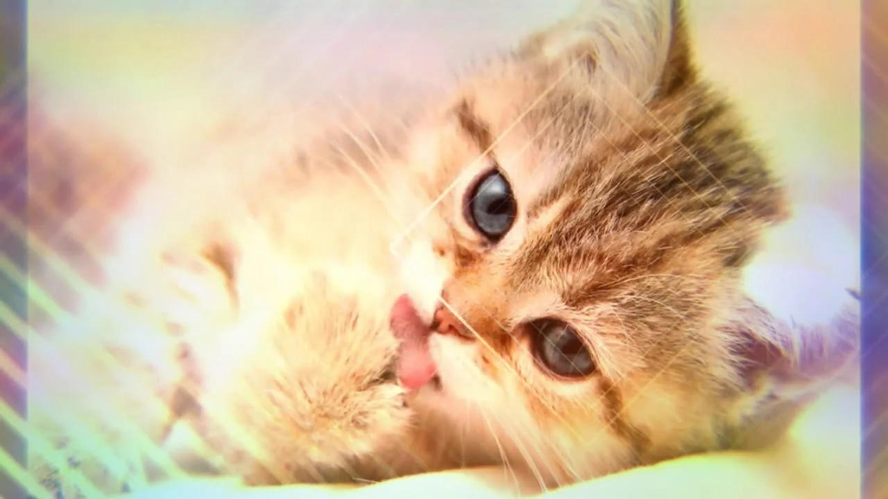 maxresdefault (1).webp