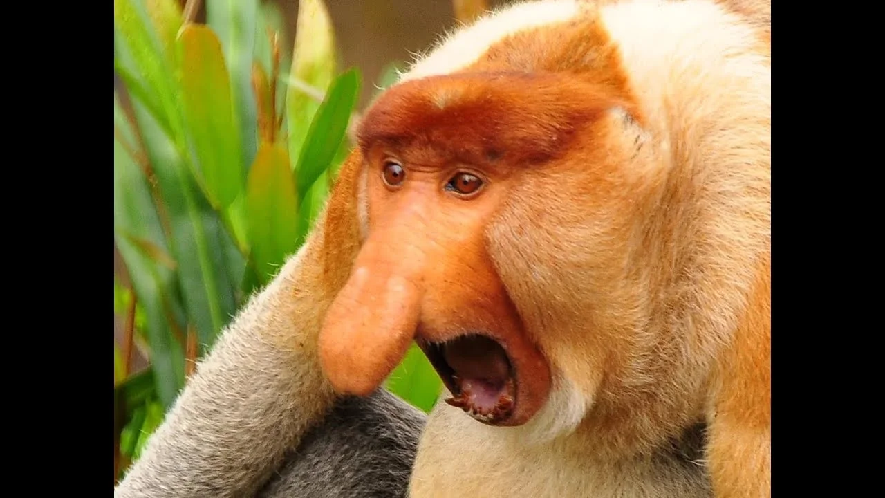 maxresdefault (1).webp