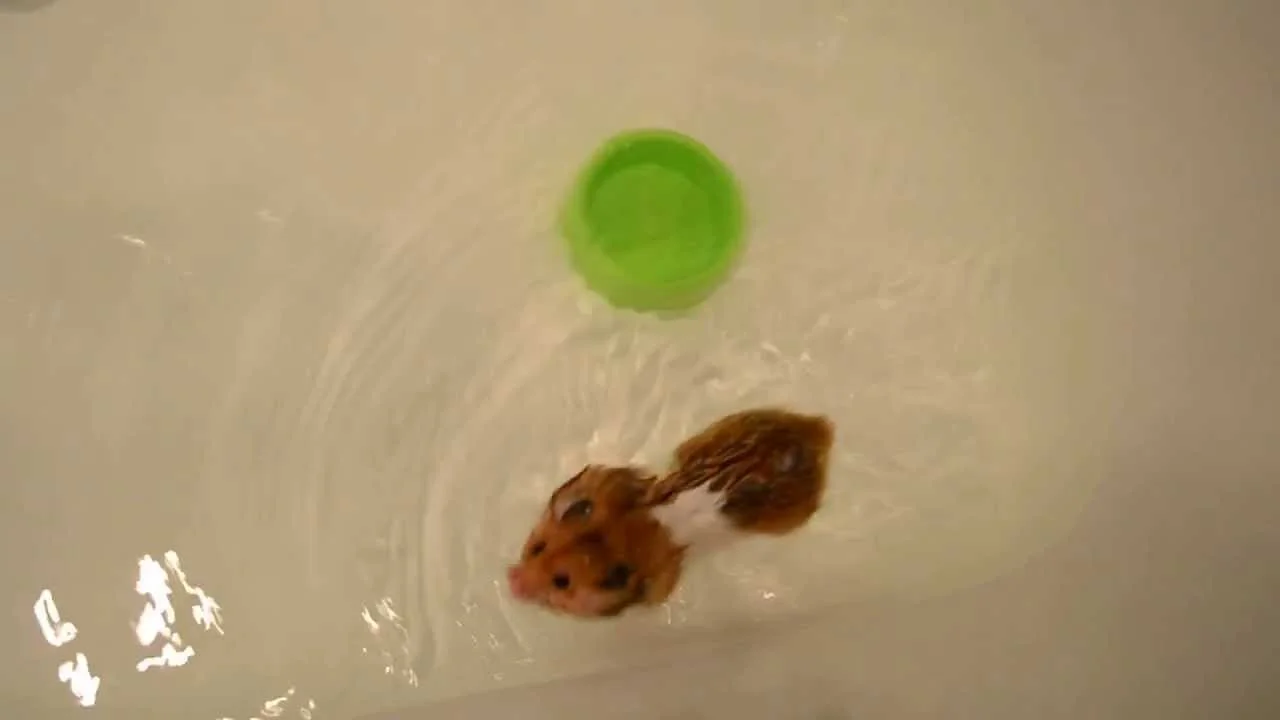 maxresdefault (12).webp