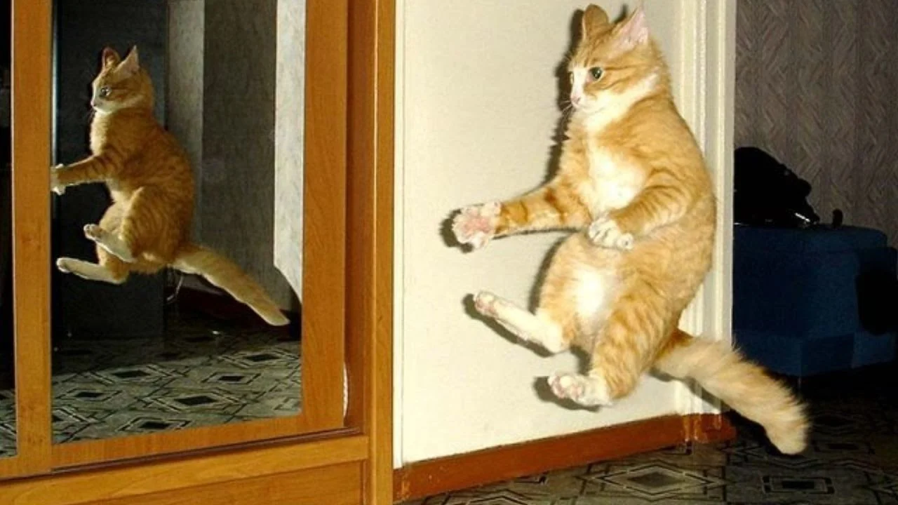 maxresdefault (3).webp