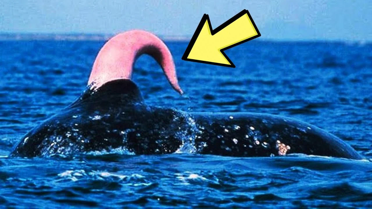 maxresdefault (3).webp