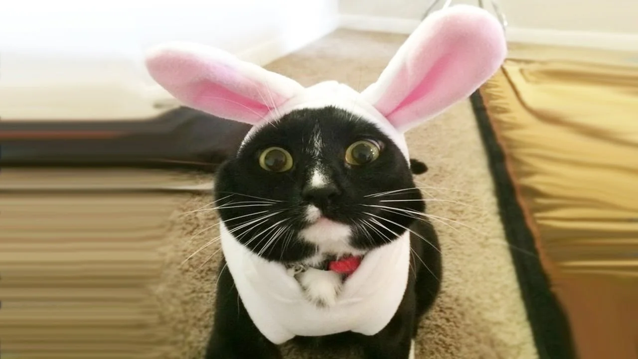 maxresdefault (3).webp