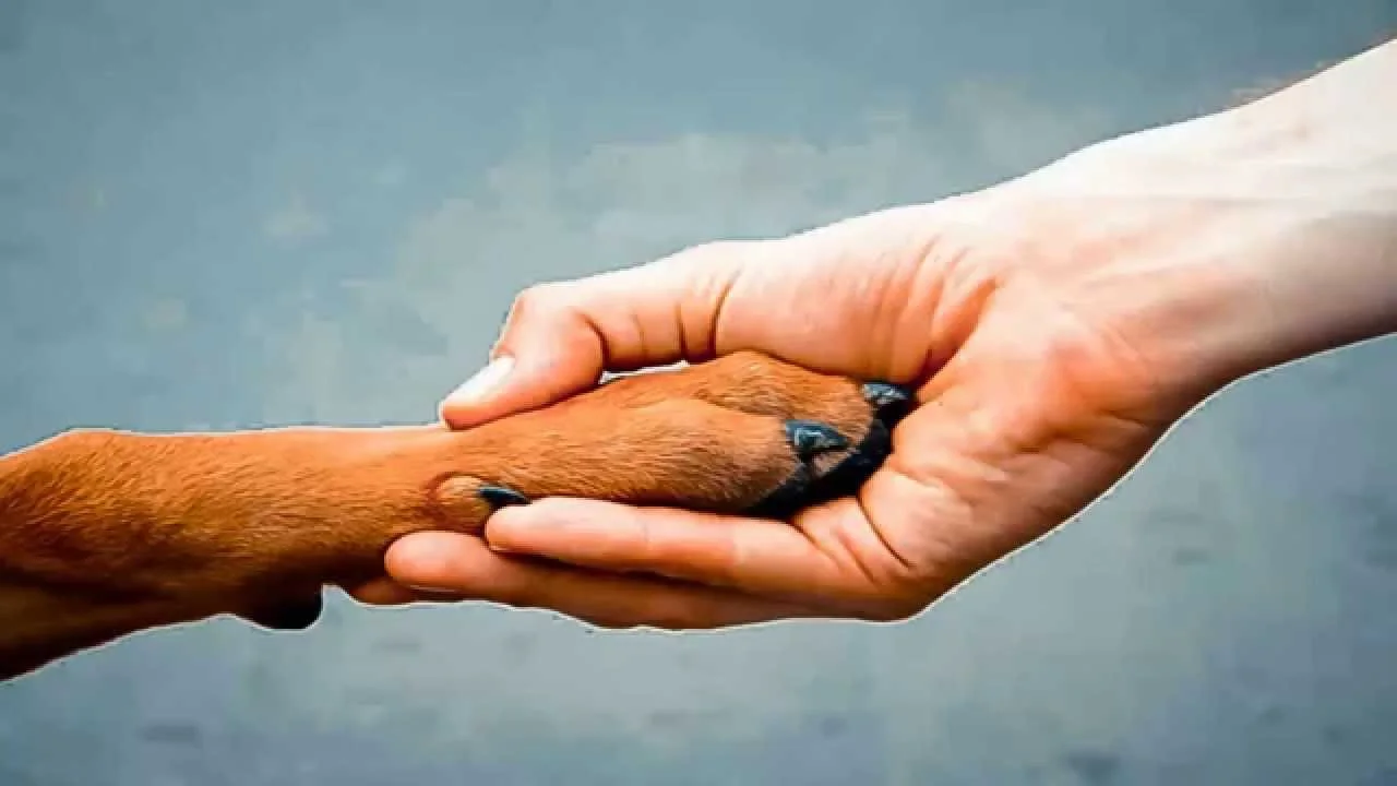 maxresdefault.webp maxresdefault.webp