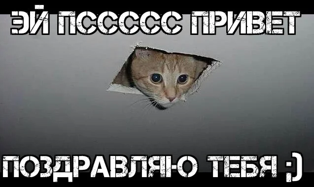 mdjfkdCeiling Cat 24072016075703.webp