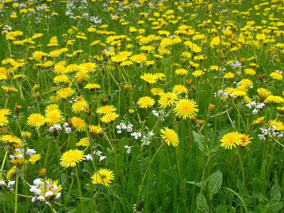 meadow-108612_960_720.webp