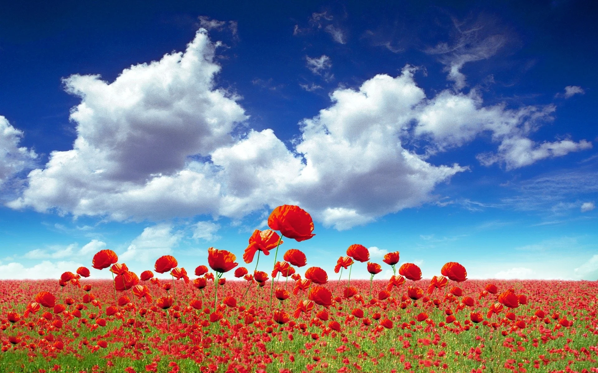 meadow-full-of-poppies.webp