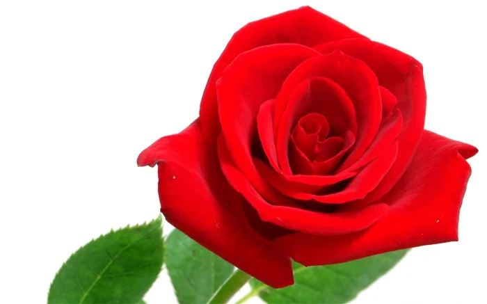 medium_20100818121855336767.webp