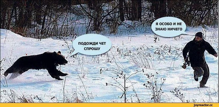 medved.webp