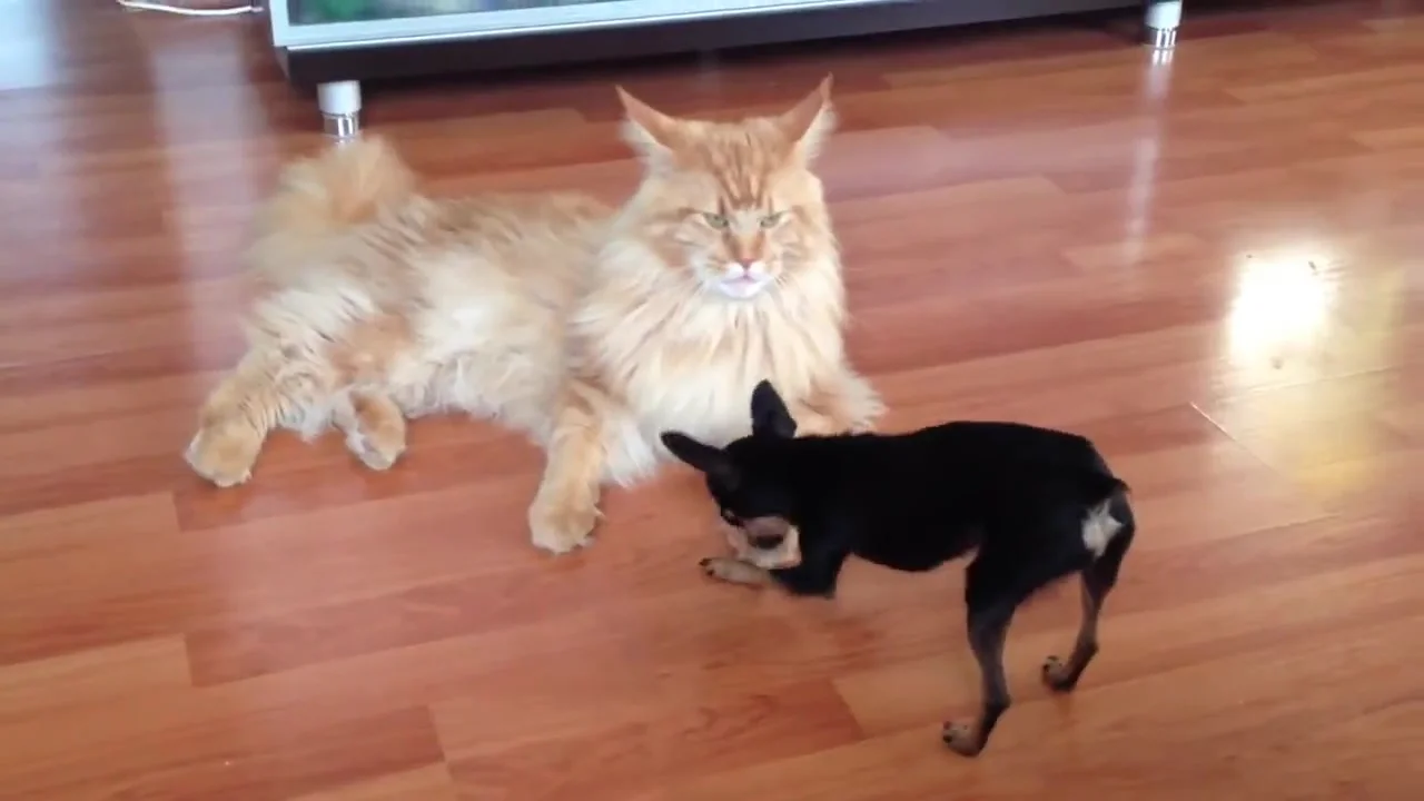 мейн кун.webp