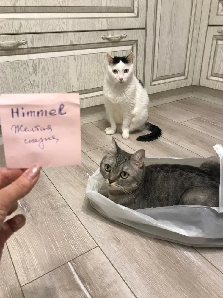 мем с котами.webp