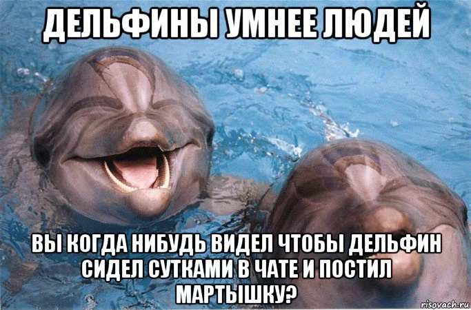 мемы-про-дельфинов-5.webp