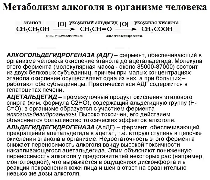 Метаболизм алкоголя в организме человека.webp