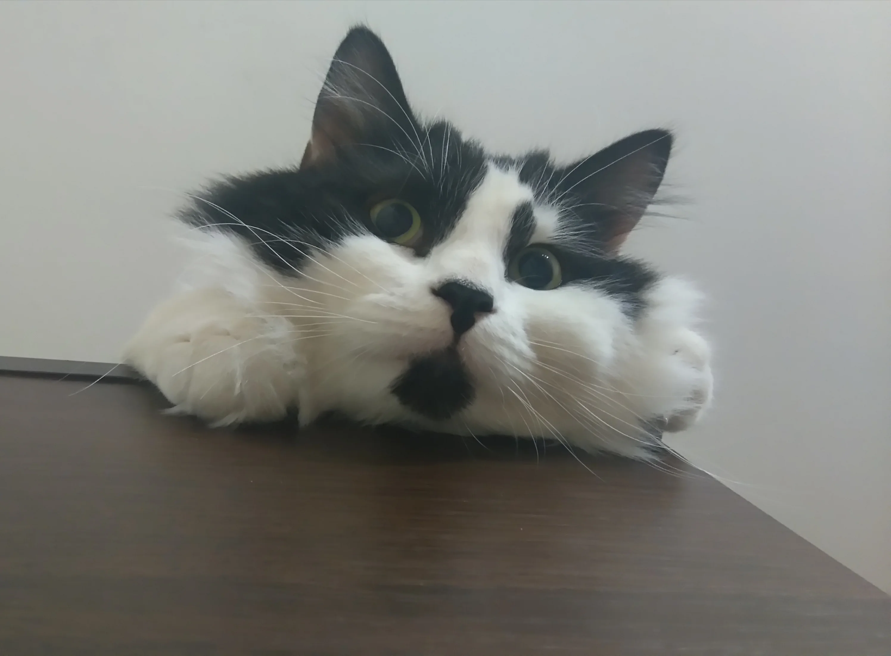 Метси. Кот КОТ.webp