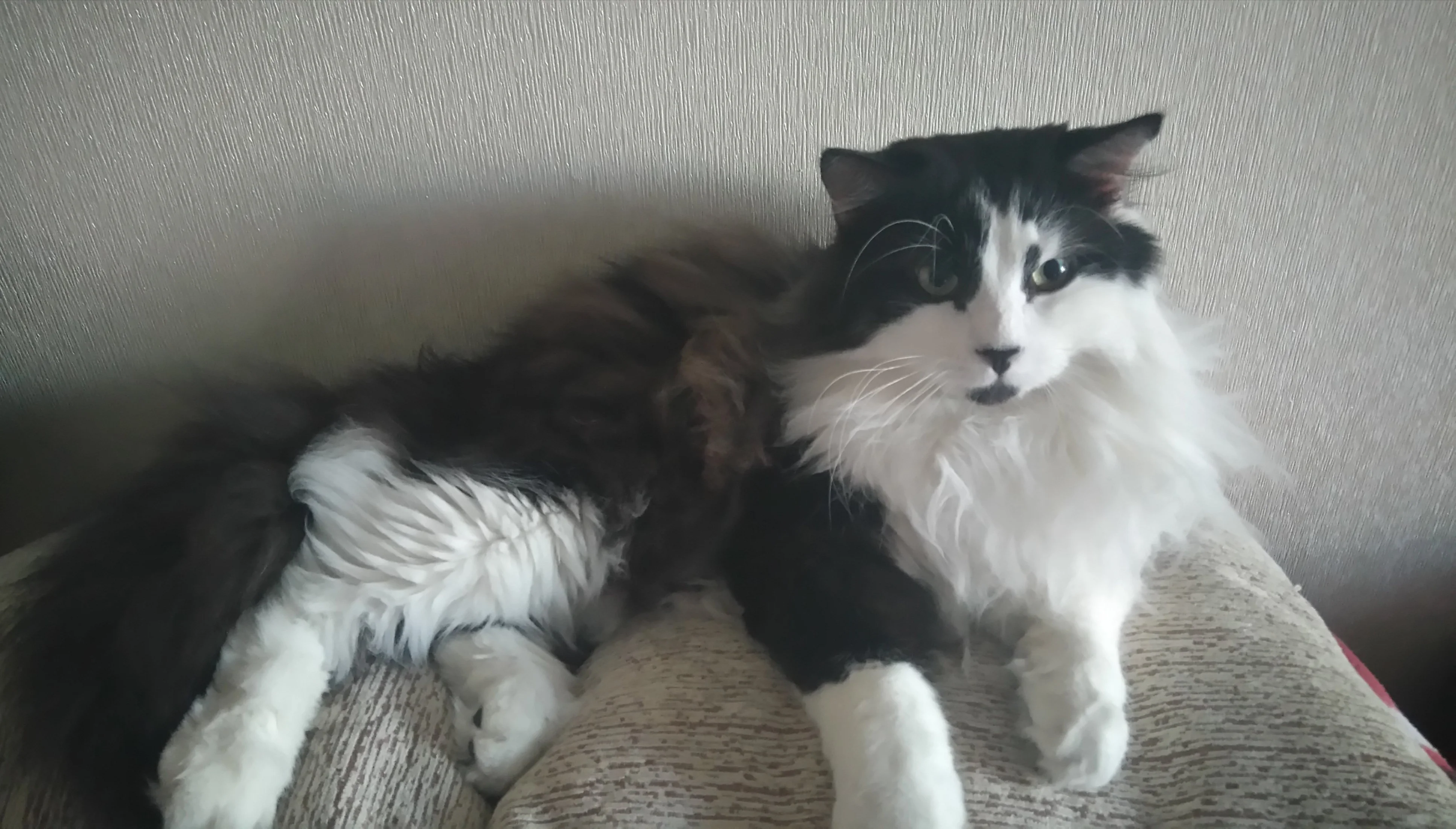 Метси Кот1.webp