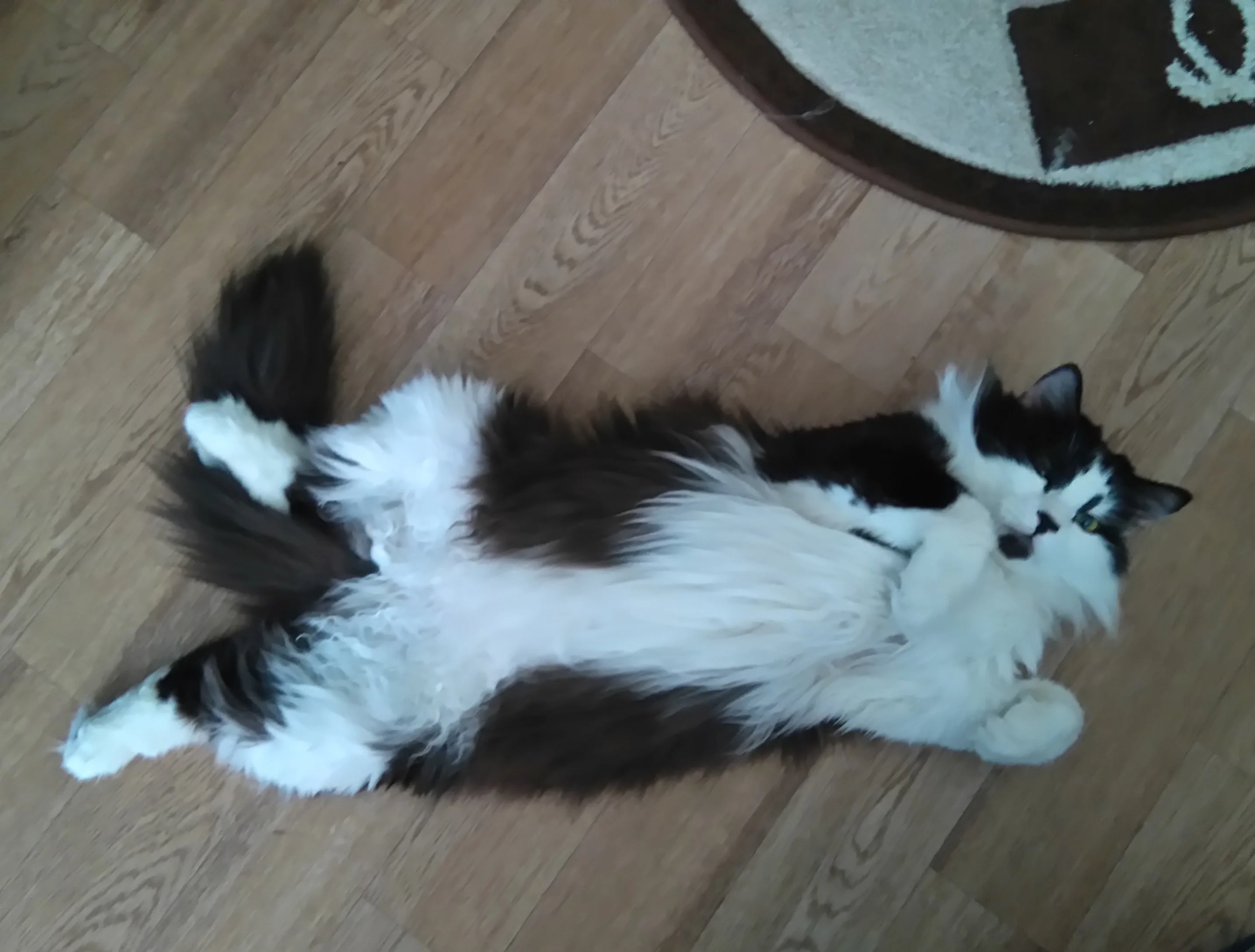 Метси кот2.webp