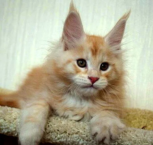 Meyn-kuny kotyataAlmaty.webp