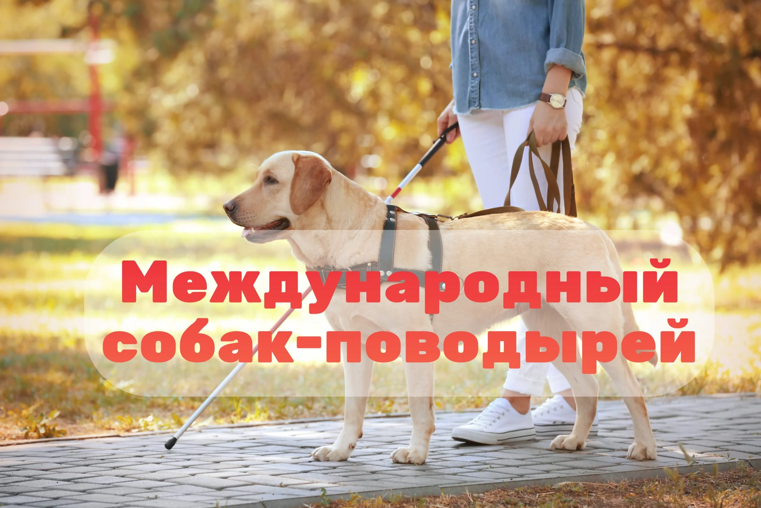 Mezhdunarodnyj-den-sobak-povodyrej-scaled.webp