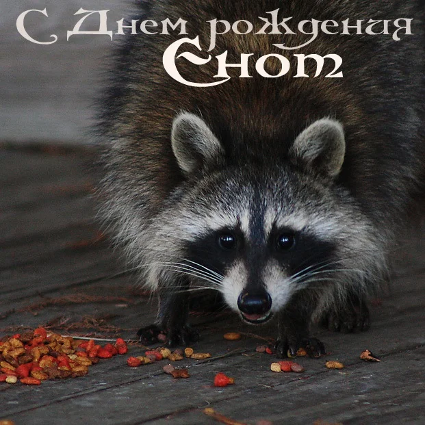 Милые-открытки-с-енотом-с-днем-рождения-004.webp