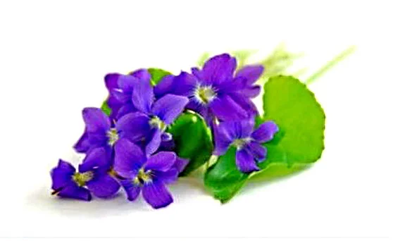 милый букетик.webp