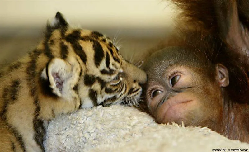 милый друг.webp