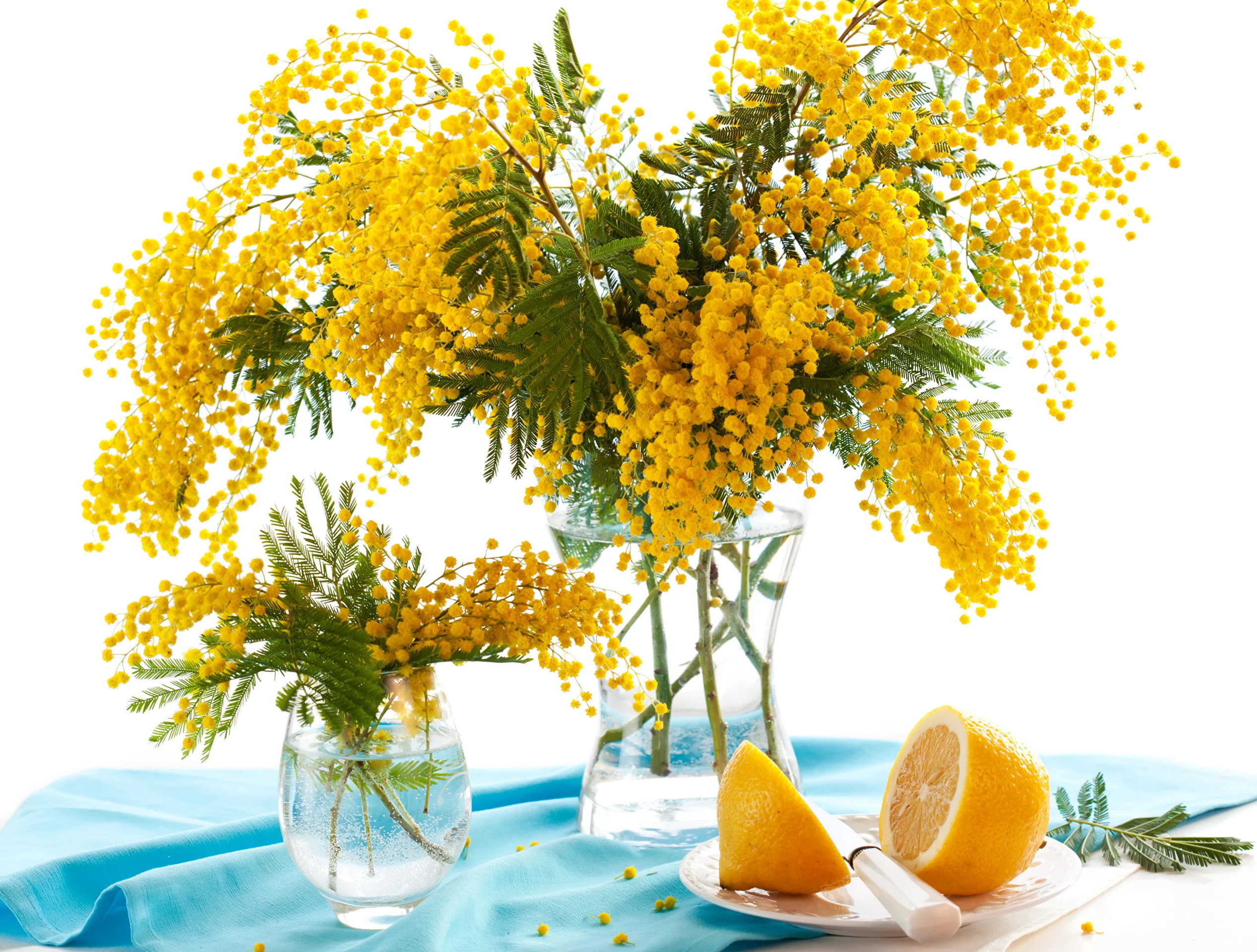 Mimosa_Vase_338889.webp