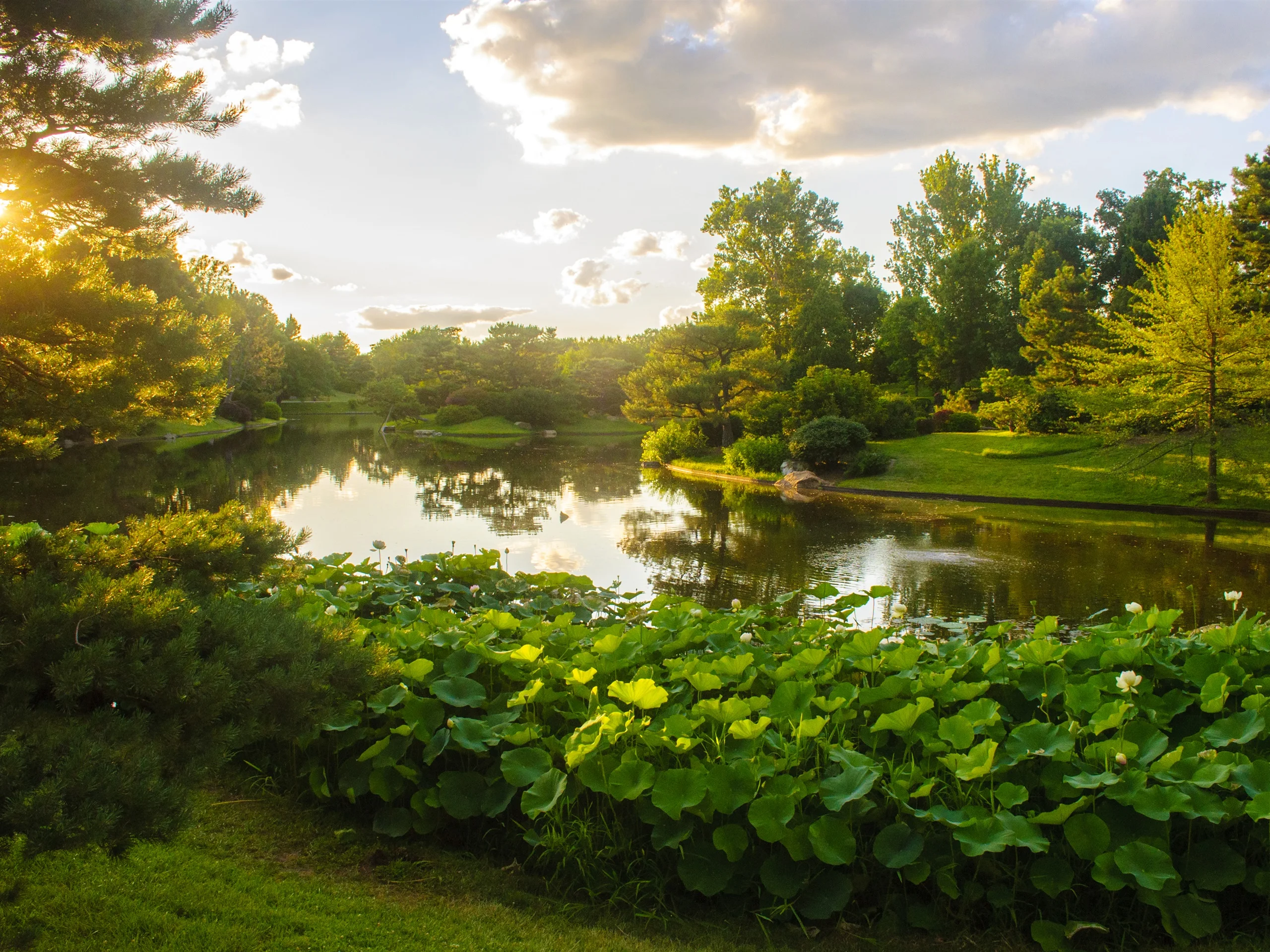 Missouri-Botanical-Garden-park-lake-lotus-trees-clouds-sun-rays-USA_2560x1920.webp