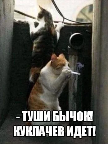 MLQZ5OO4CN0.webp