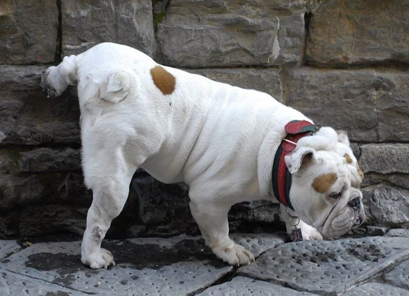 mocheispuskanie-chastoe_cr (1).webp