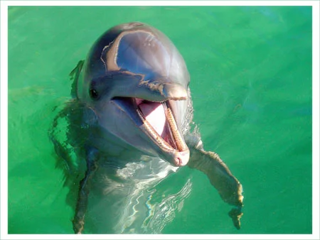 мой делфин.webp