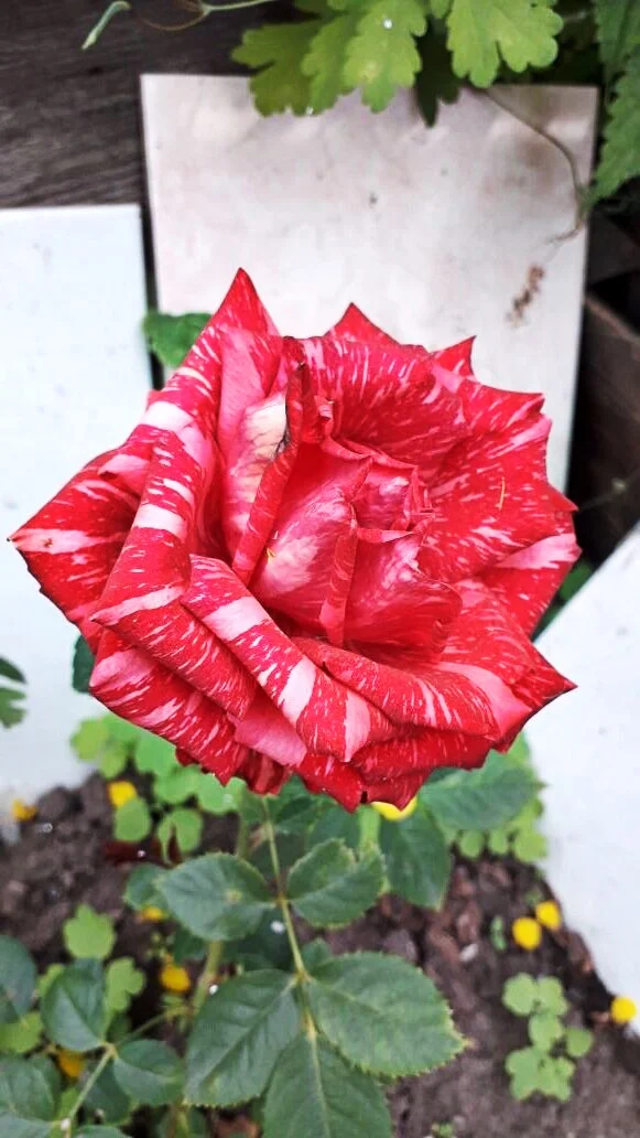 моя роза.webp