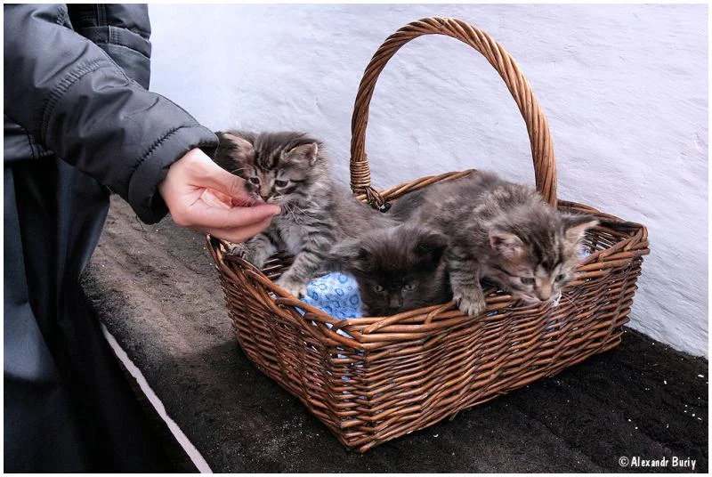 монахиня и котята.webp