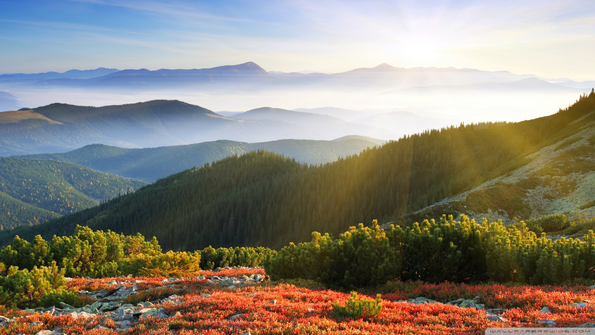 morning_sunshine_with_fog-wallpaper-1920x1080.jpg