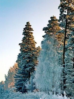 морозное.webp