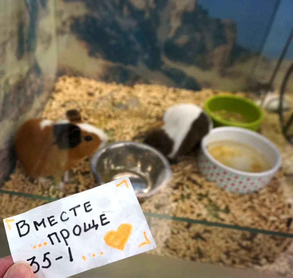 морская свинка.webp