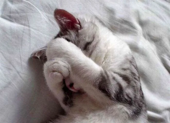 most_hilarious_animal_emotions_51.webp