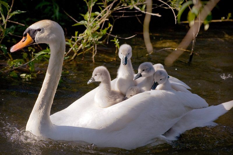 mother-swan-cygnets-large.jpg