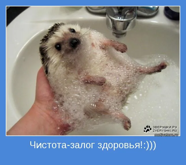 motivator-15172.webp