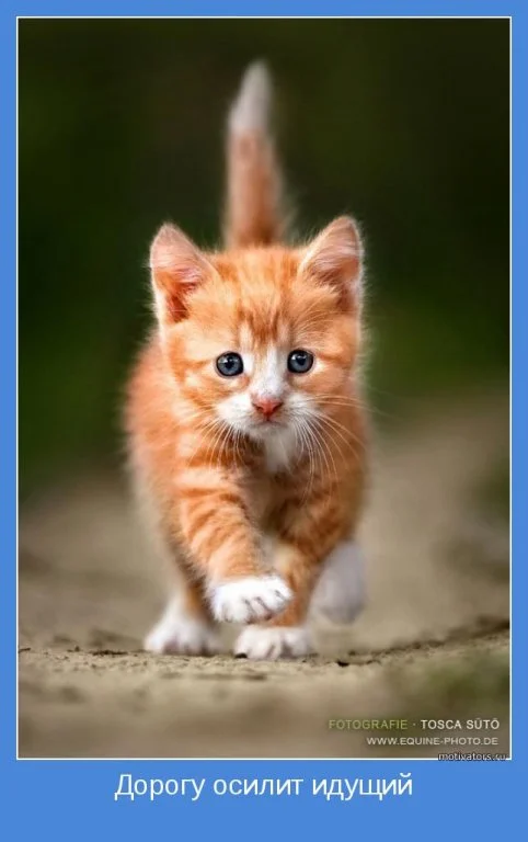 motivator-39273.webp