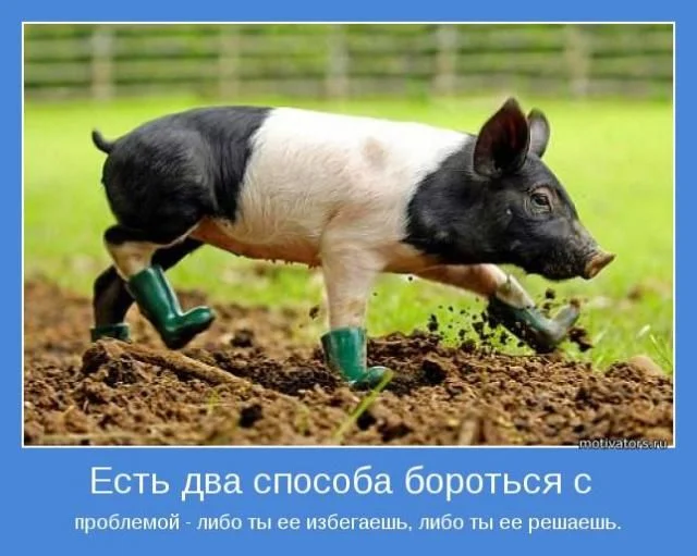 мотиватор-свинка.webp