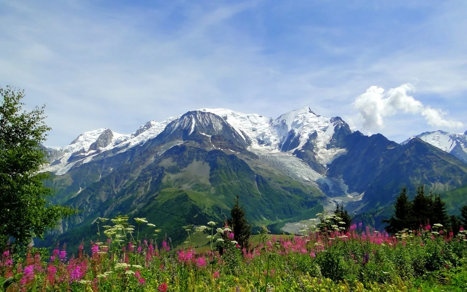 mountains_alps_flowers_tops_freshness_summer-1055081.webp